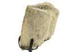 Fossil Triceratops Rib Section w/ Metal Stand - South Dakota #363602-2